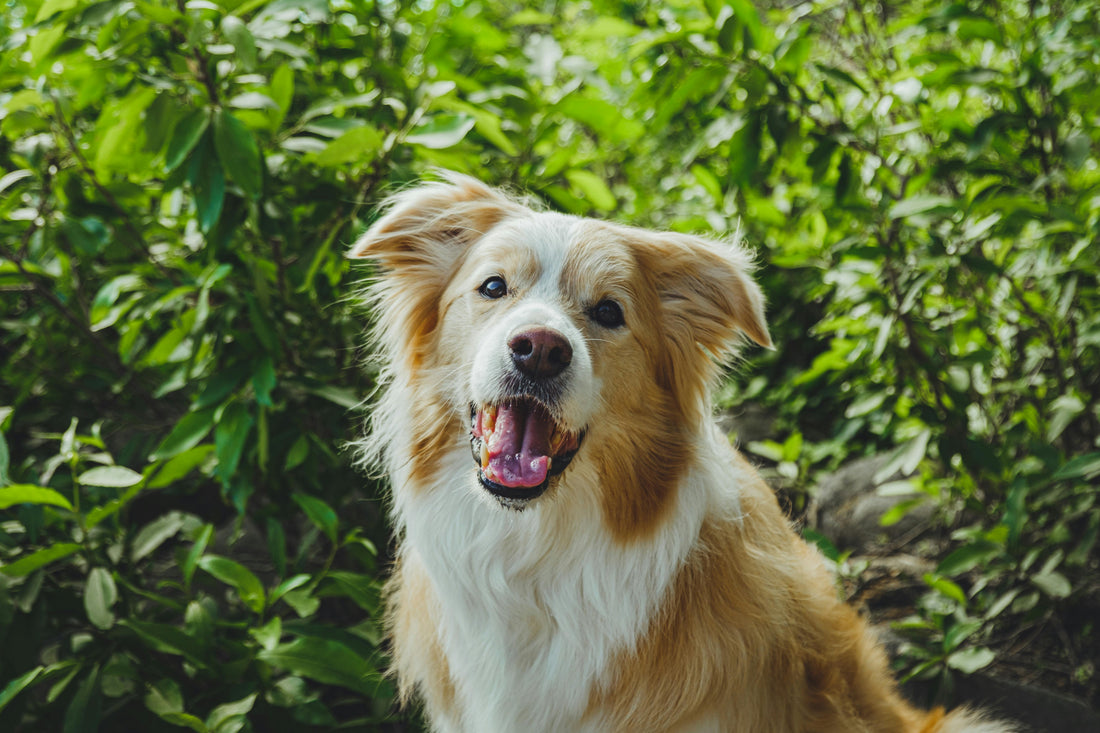 Can Stress Affect Your Dog’s Gut Health?