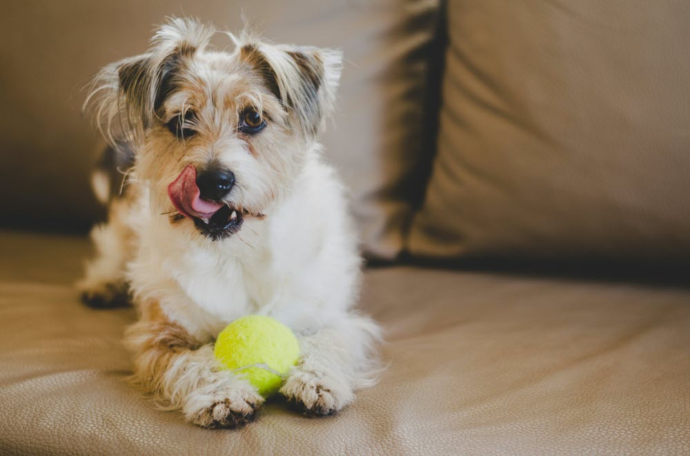 a small dog holding a ball