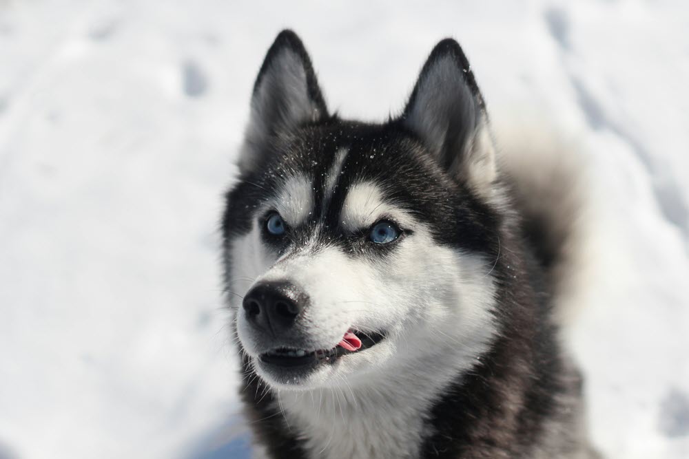 a husky in the snow