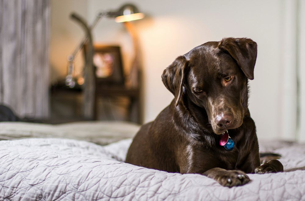 a brown dog on the bed