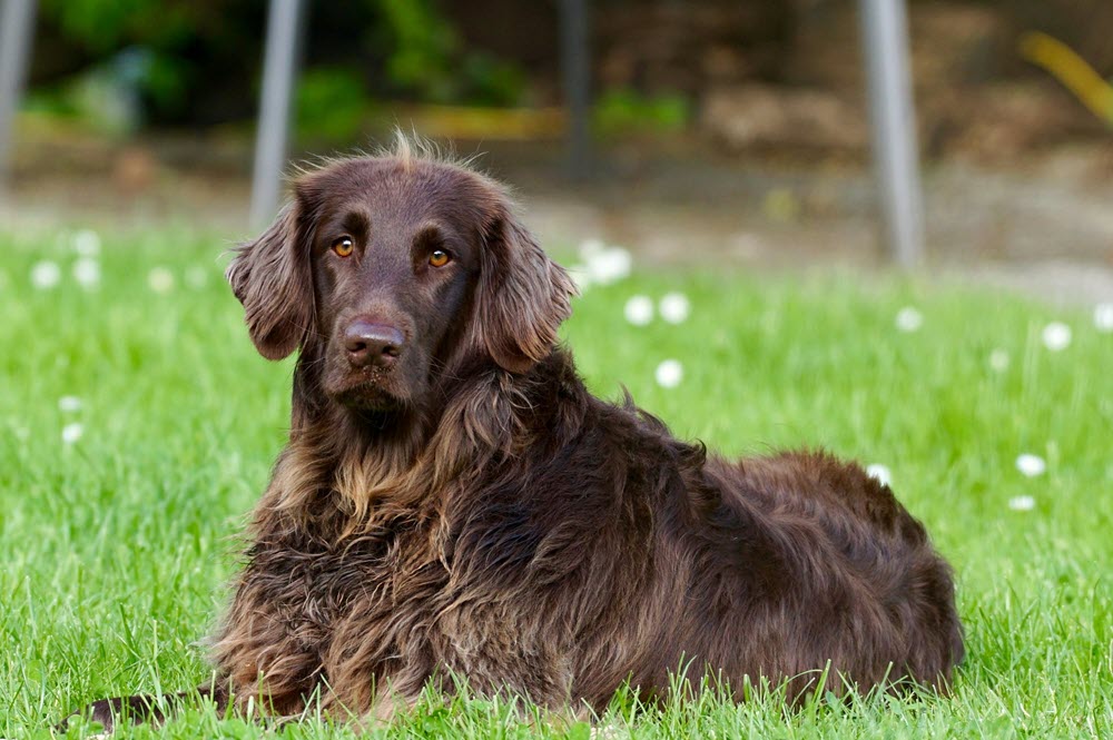 a black dog i the grass looking at the camera