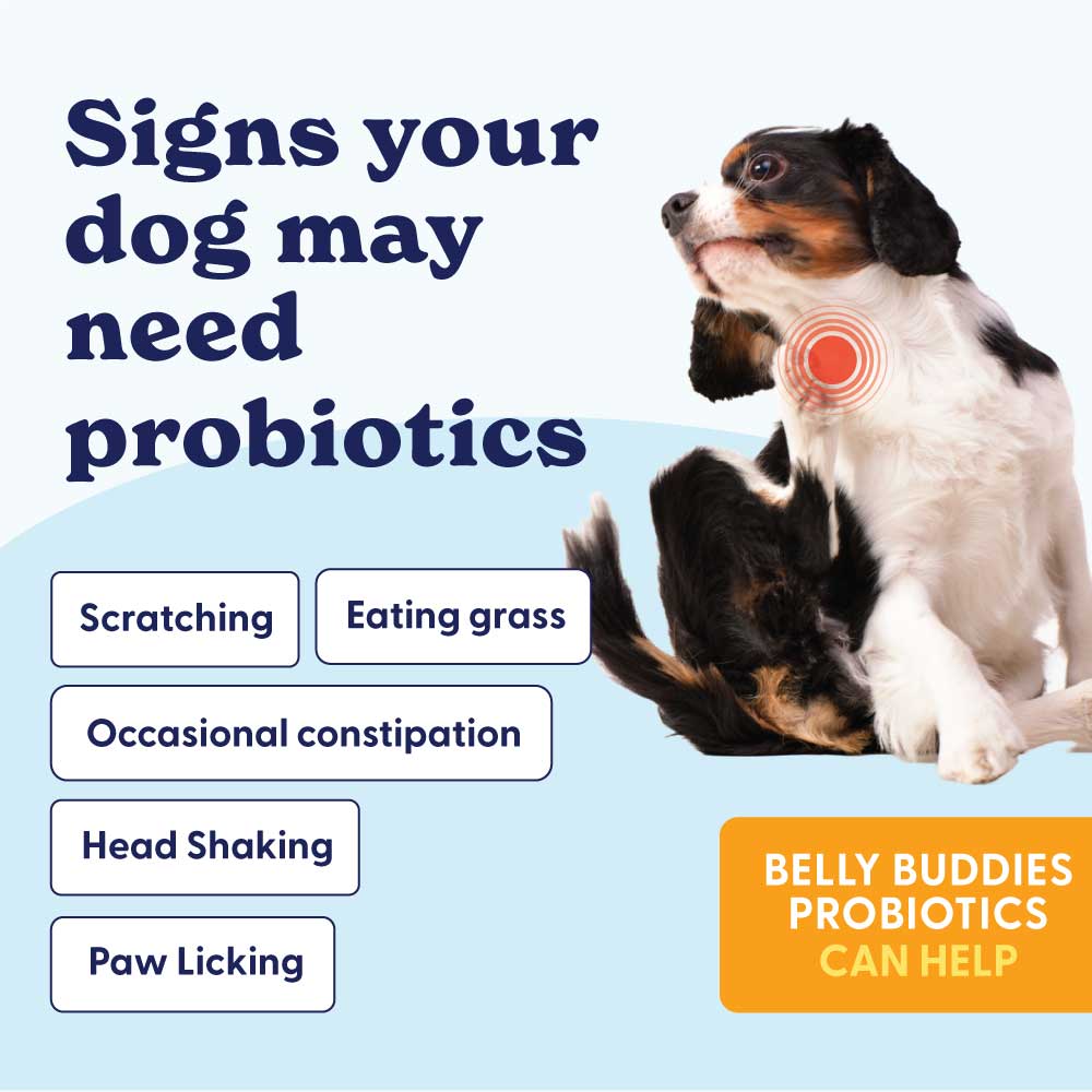 Dog allergy immune supplement jar with '25% OFF' promotion and heart-shaped chews.