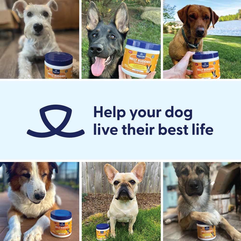 Dog allergy immune supplement jar with '25% OFF' promotion and heart-shaped chews.