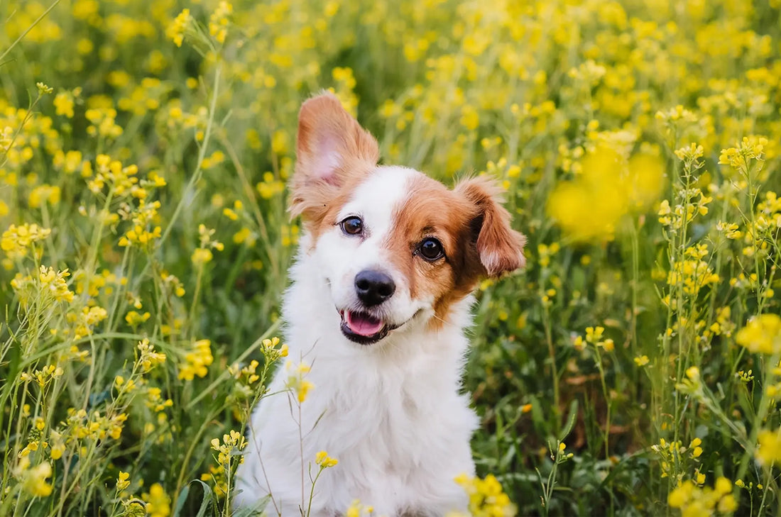 Why Does My Dog Have Gas All the Time?