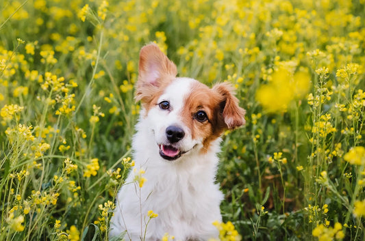 Why Does My Dog Have Gas All the Time?