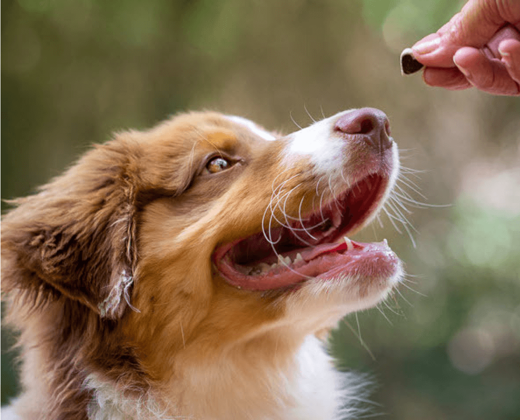 Dog Probiotics 101: A Research-Informed Guide for Pet Parents