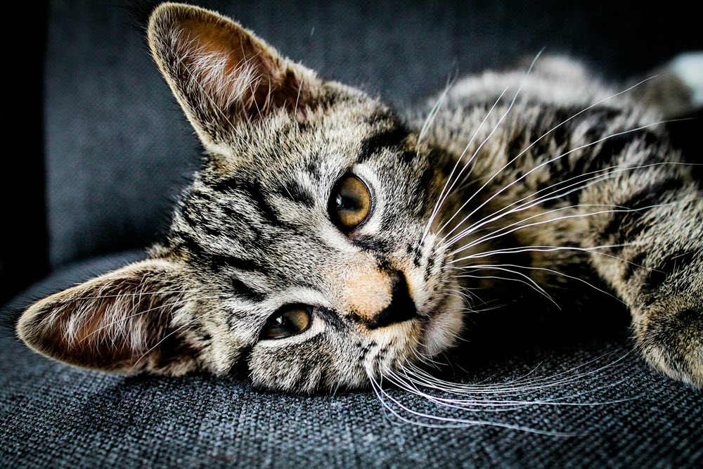A close-up photo of a cat laying on the couch