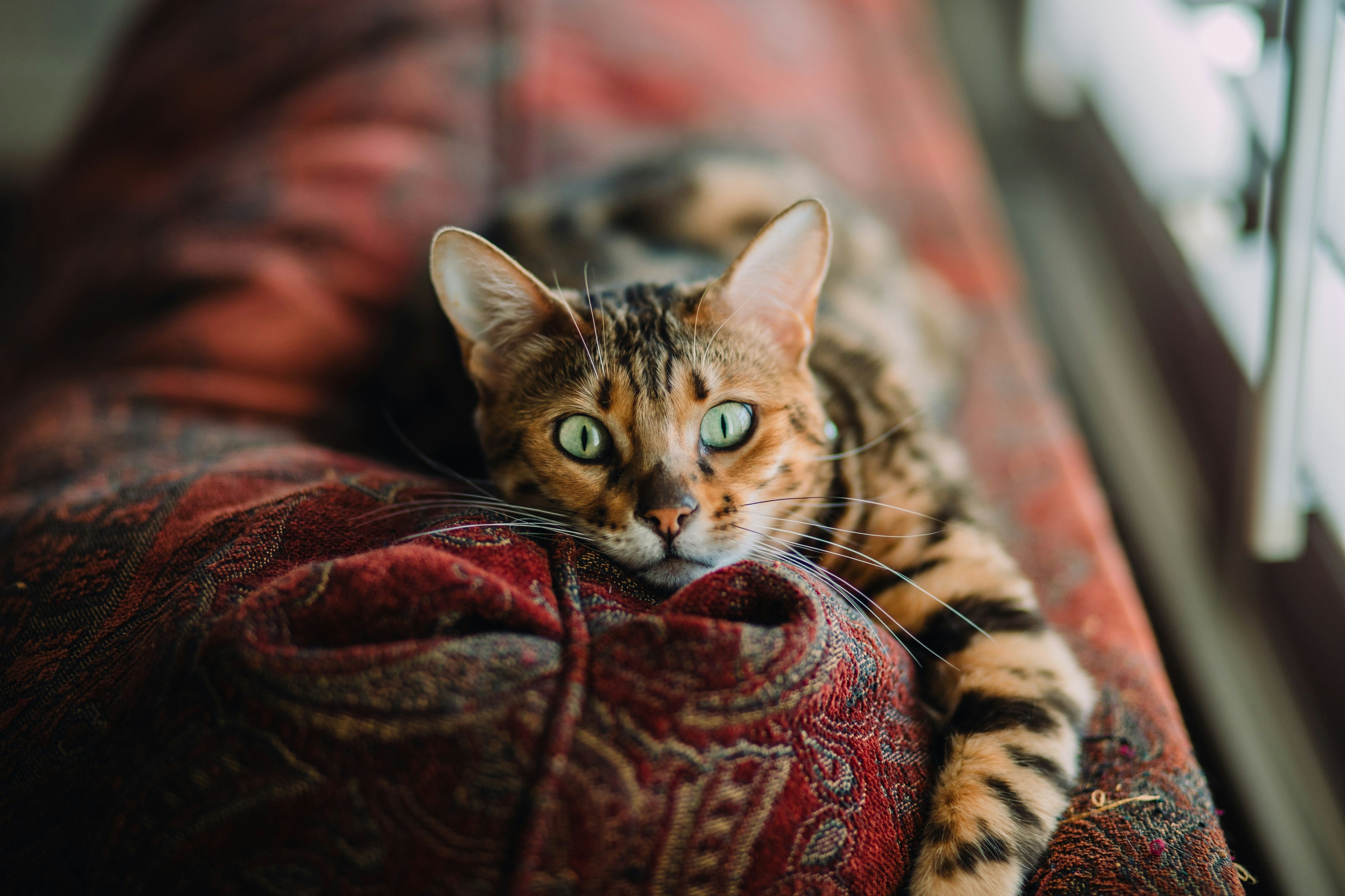 cat laying on the carpet