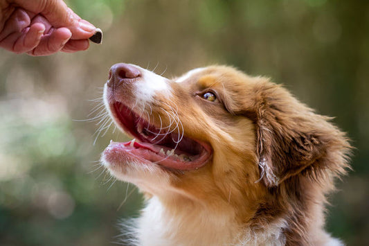 What Are the Benefits of Probiotics for Dogs?