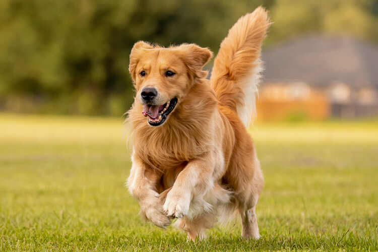 Why Is My Dog Shaking Their Head and Scratching Their Ears? Causes & Support