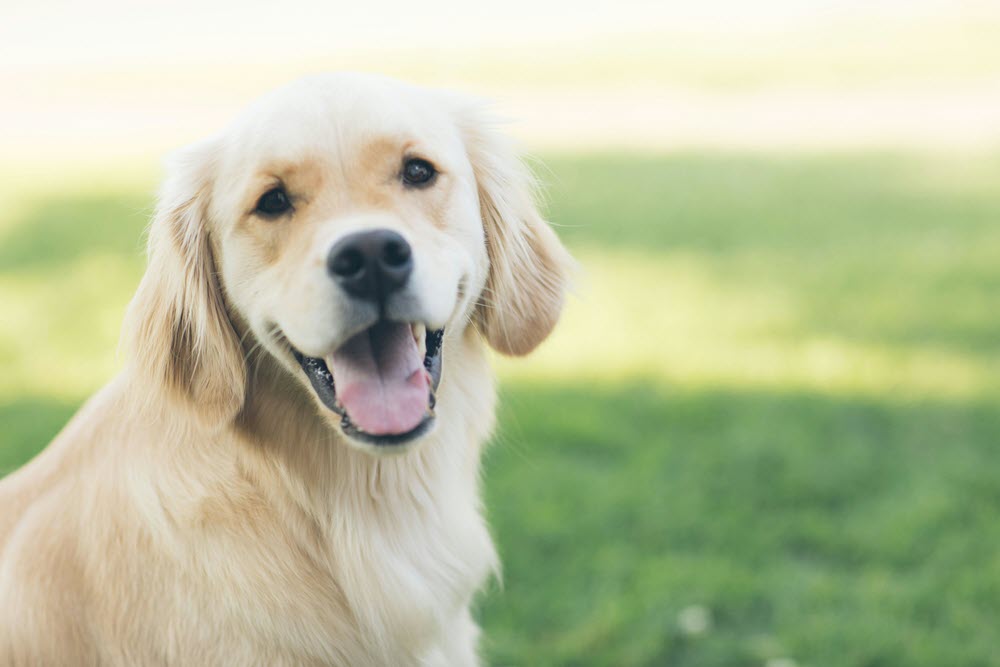 a happy dog looking at the camera