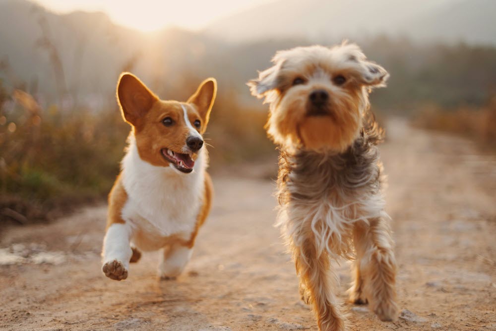 two dogs running on the beach