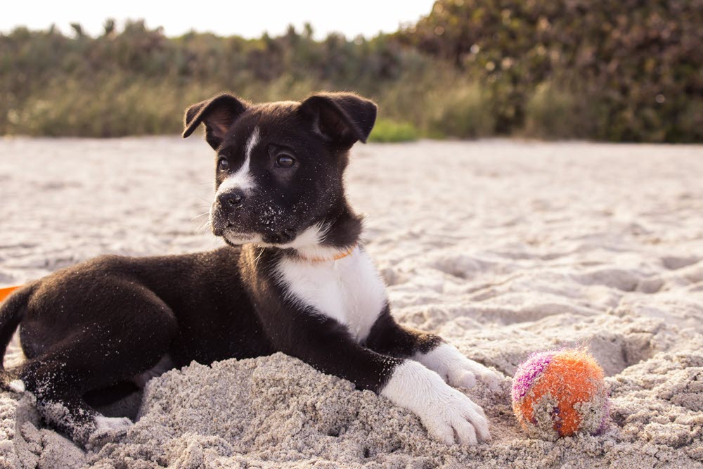 a happy dog on the beach