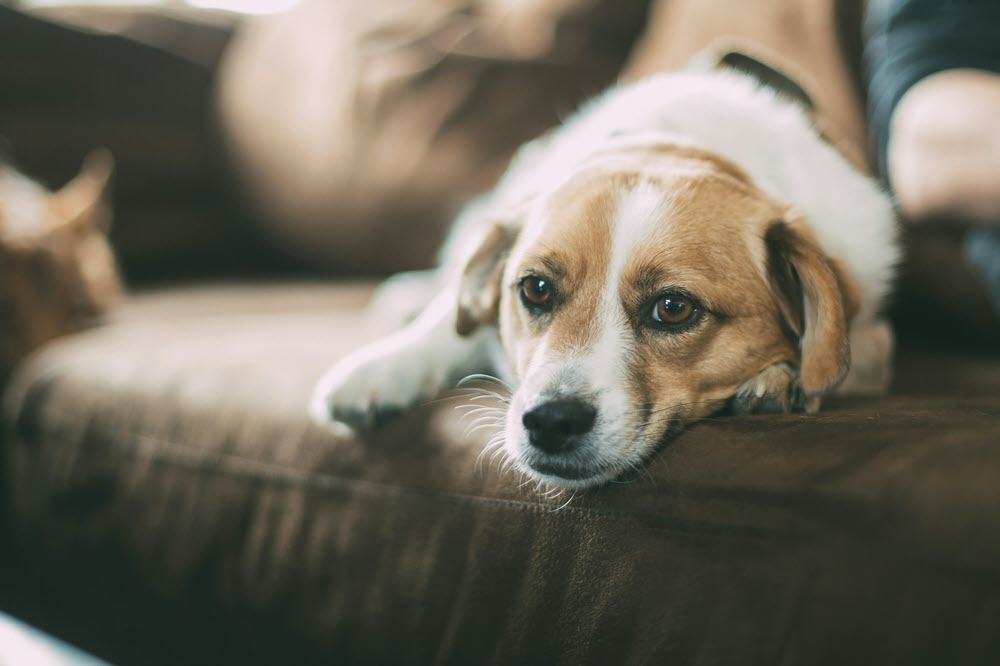 a dog on the couch