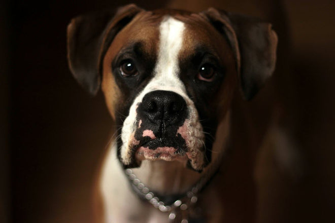 Best Lap Dogs: Top Breeds for Companionship & Care Tips – Origin Labs, Inc.