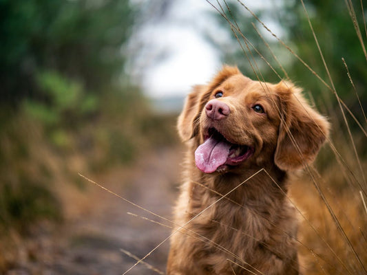 a happy dog in the forest