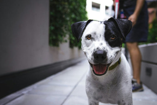 a black and white dog on a walk