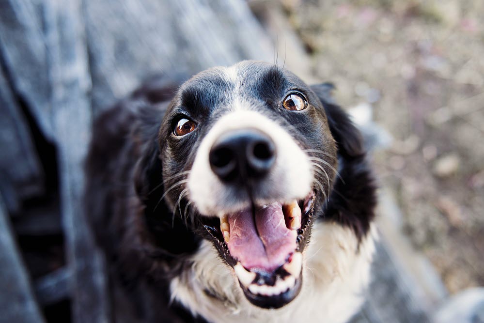A happy, healthy dog.