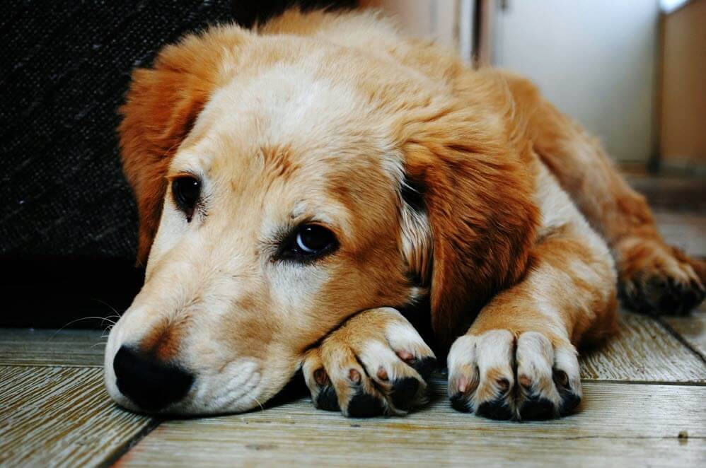 A happy dog laying on the ground.