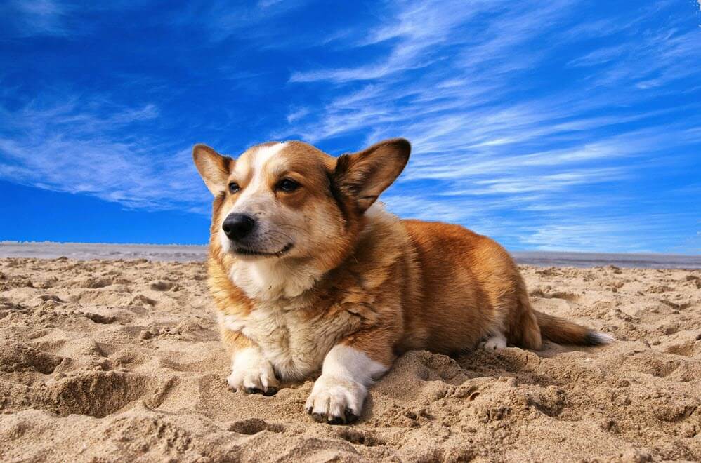 A happy dog lying on the beach.