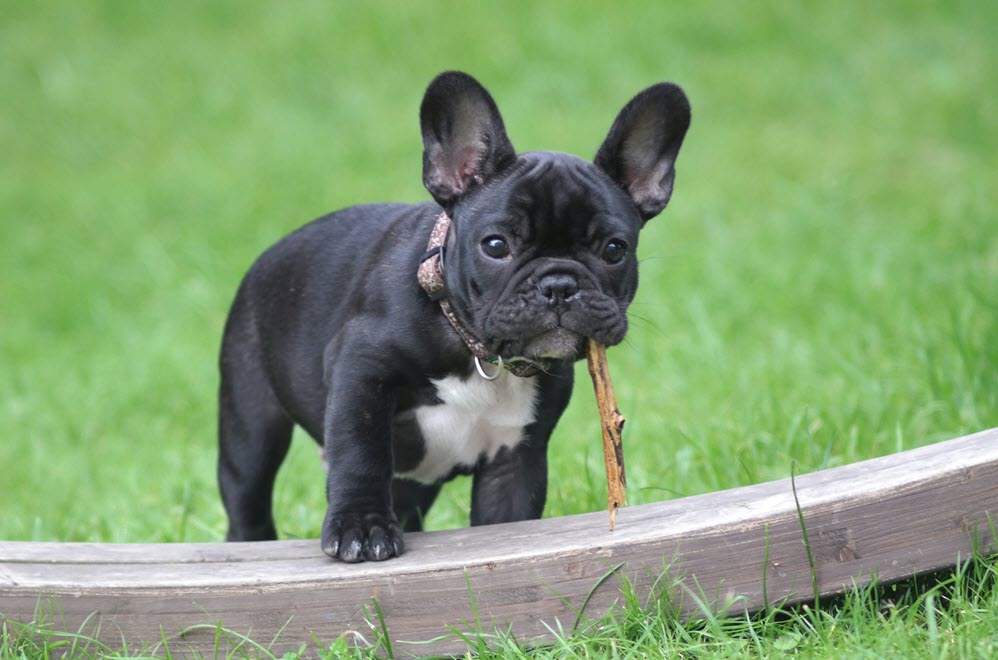 A happy dog in the grass