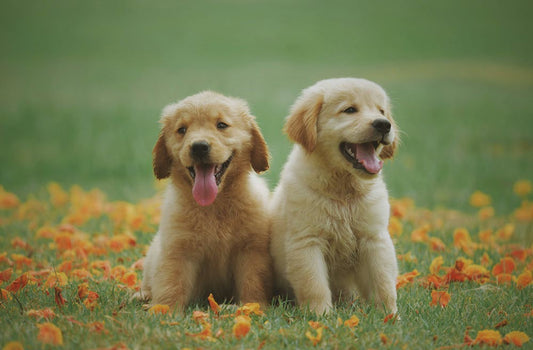 Two happy dogs sitting in a field.
