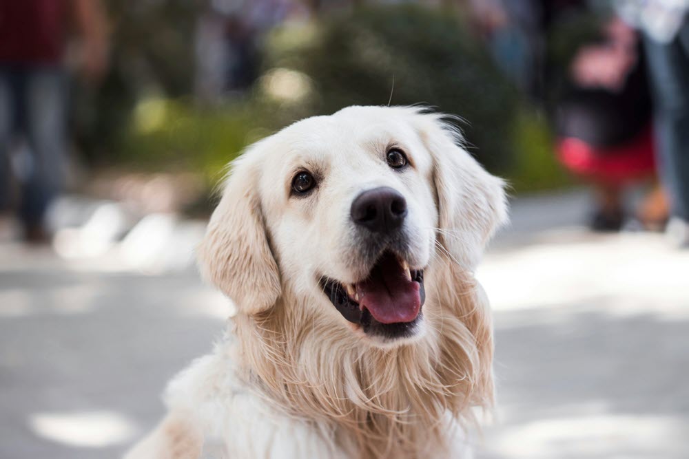 A happy dog.