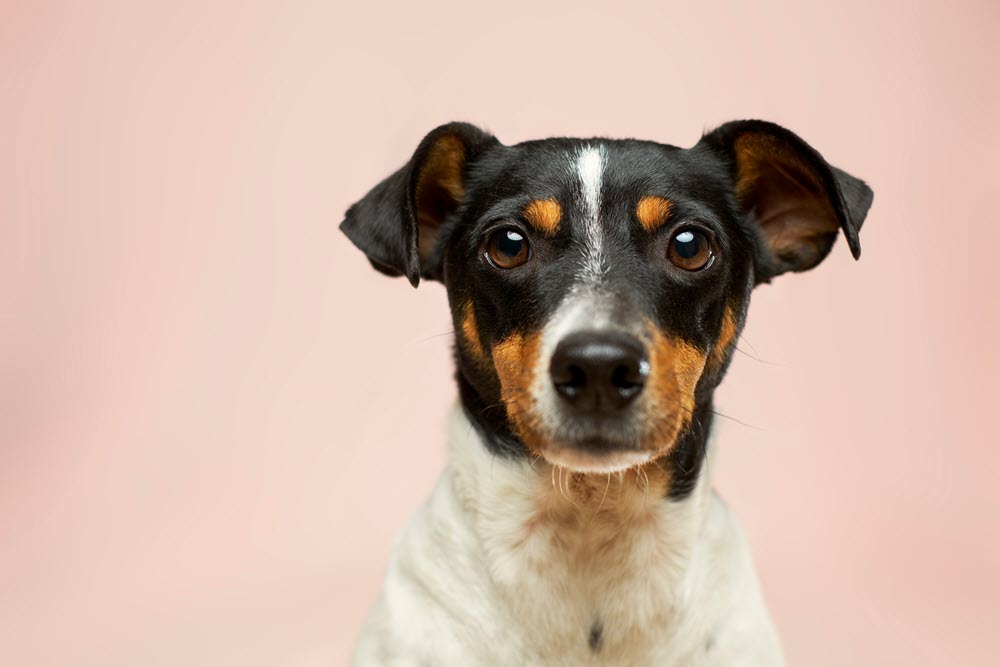 a photo of a dog on a pick background.
