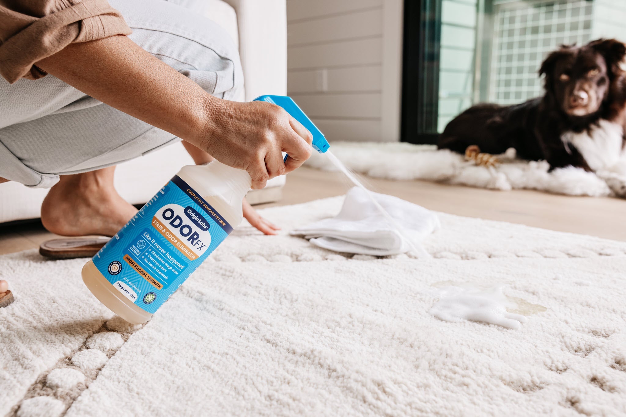 How to clean pet stains on carpet?