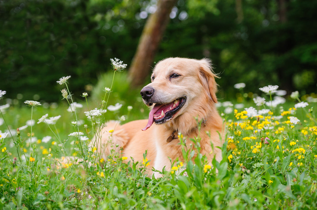 Do Probiotics Help Dogs?