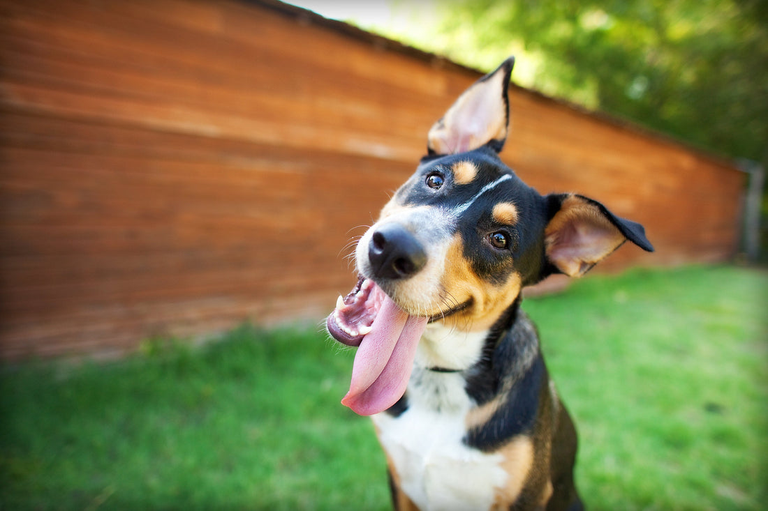 Prebiotics for Dogs: What They Do & Why They Matter