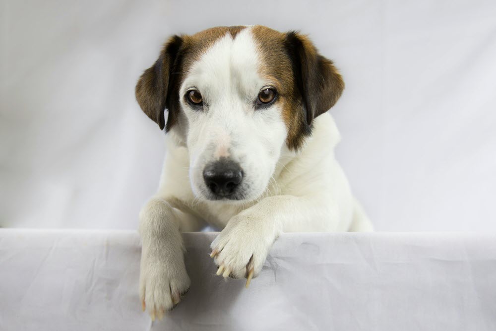 a brown and white dog