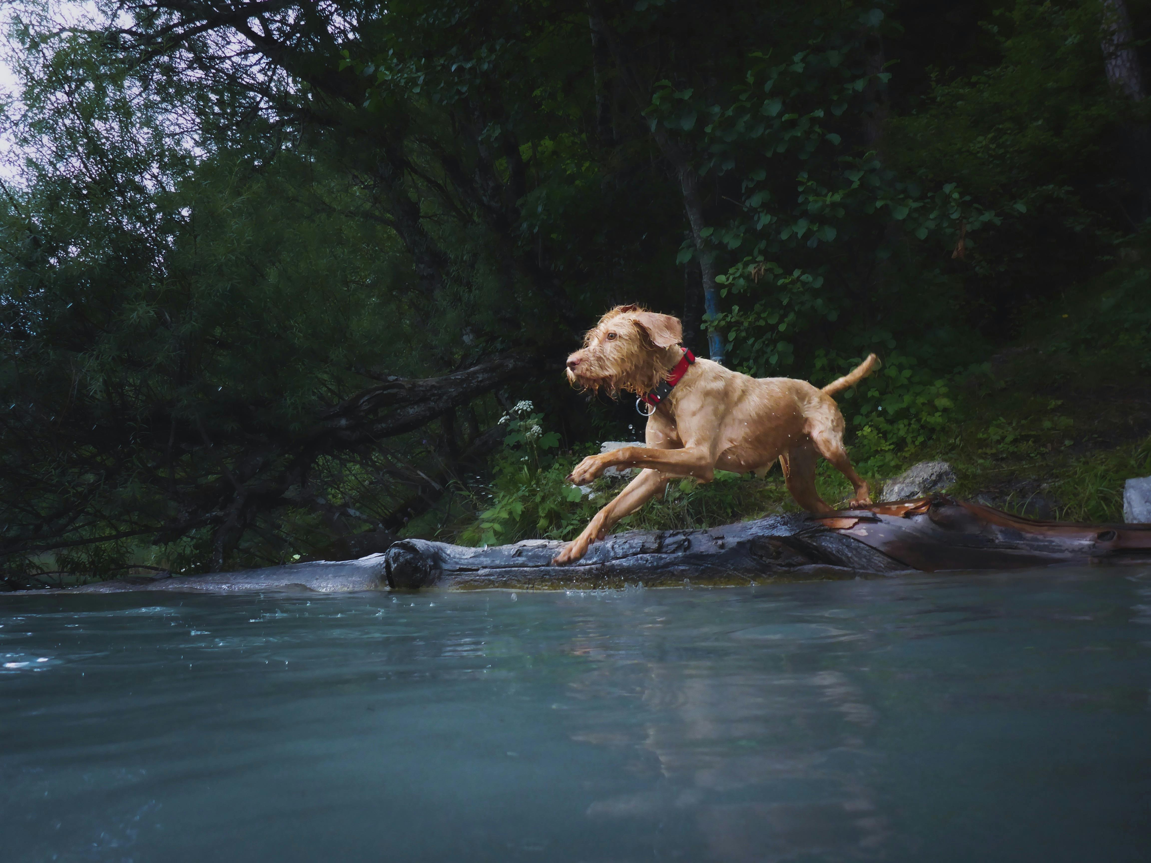 How to Soothe Your Dog After a Long Day Outside