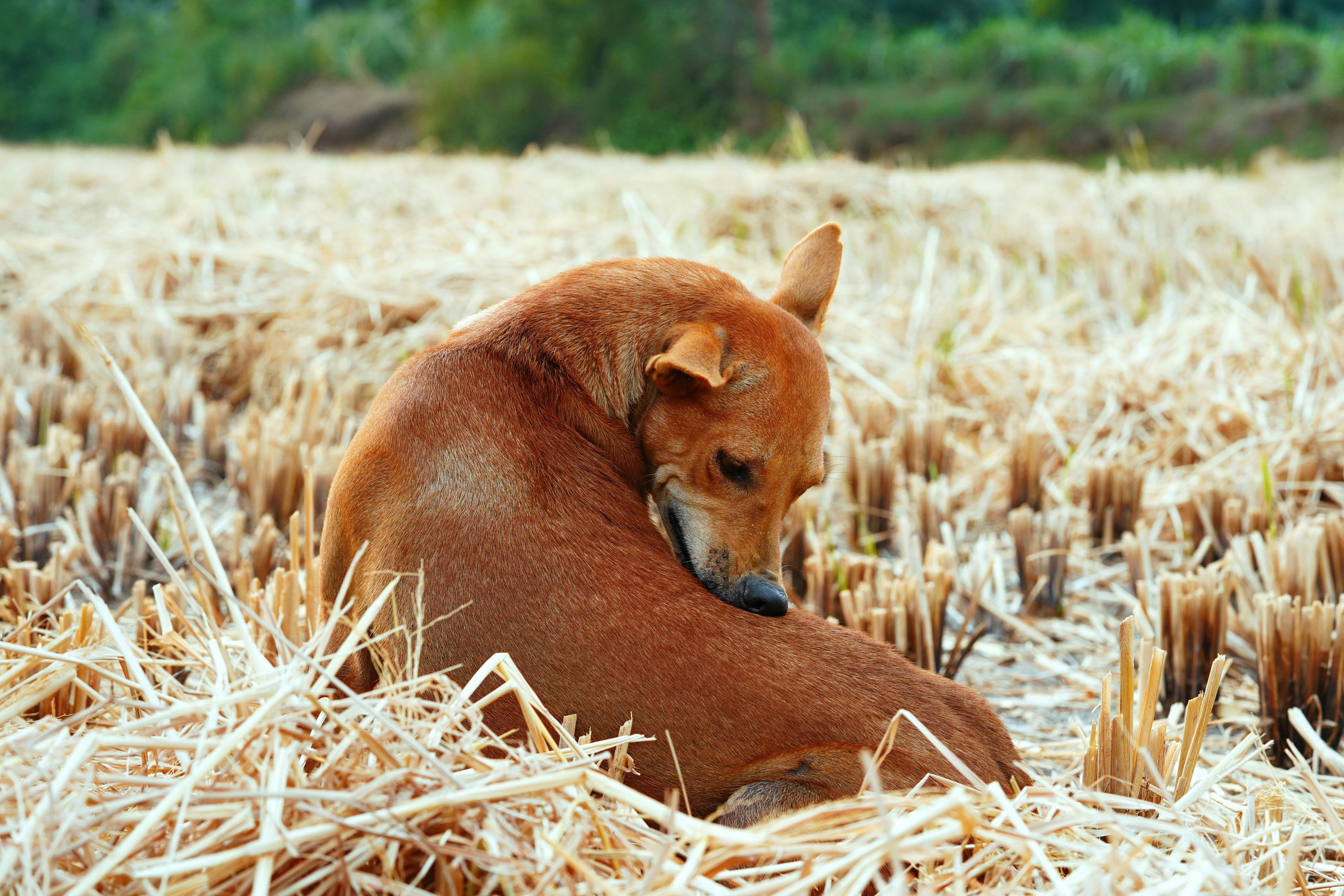 What Causes Itchy Skin in Dogs?