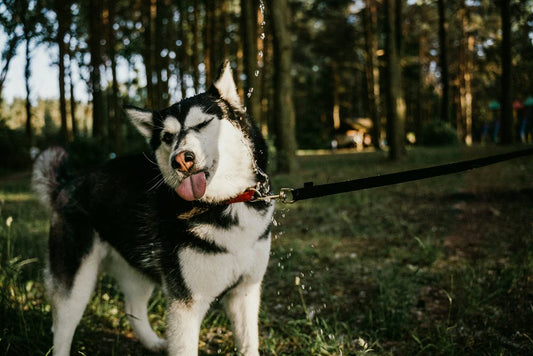 a husky going for a walk