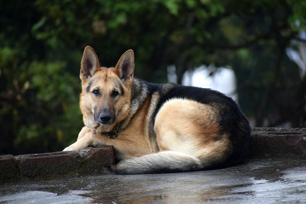 a dog sitting on the sidewalk