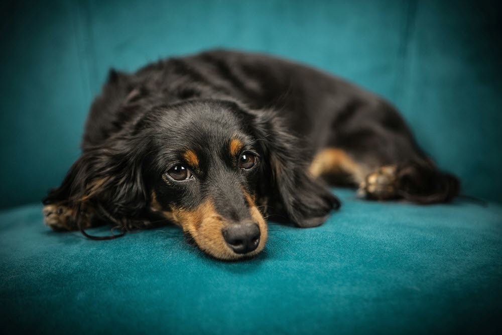 a dog on a blue chair