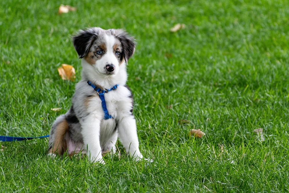 a puppy sitting in the grass