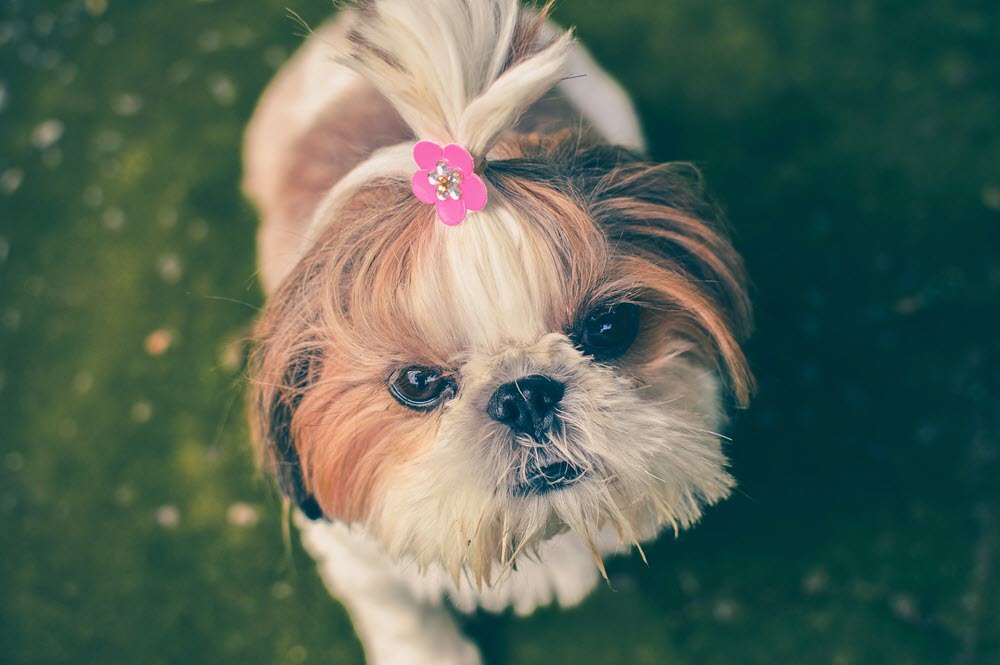 a happy dog looking at the camera