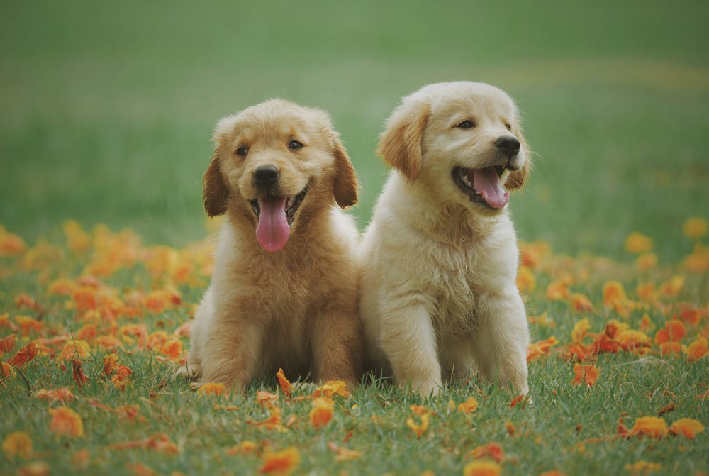 A close-up image of two puppies