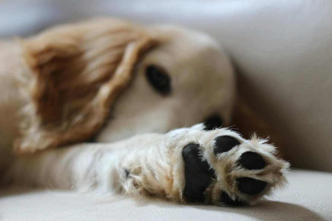 Why Do My Dog’s Paws Smell Like Corn Chips? Causes & What You Can Do