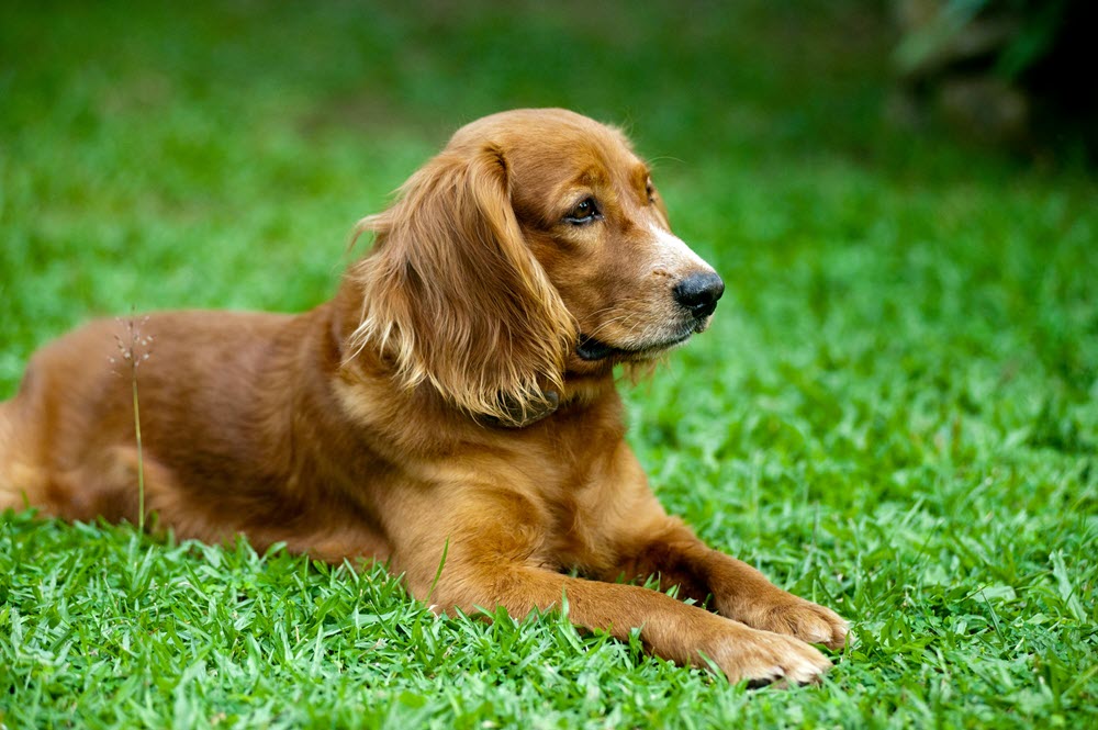an old dog sitting in the grass