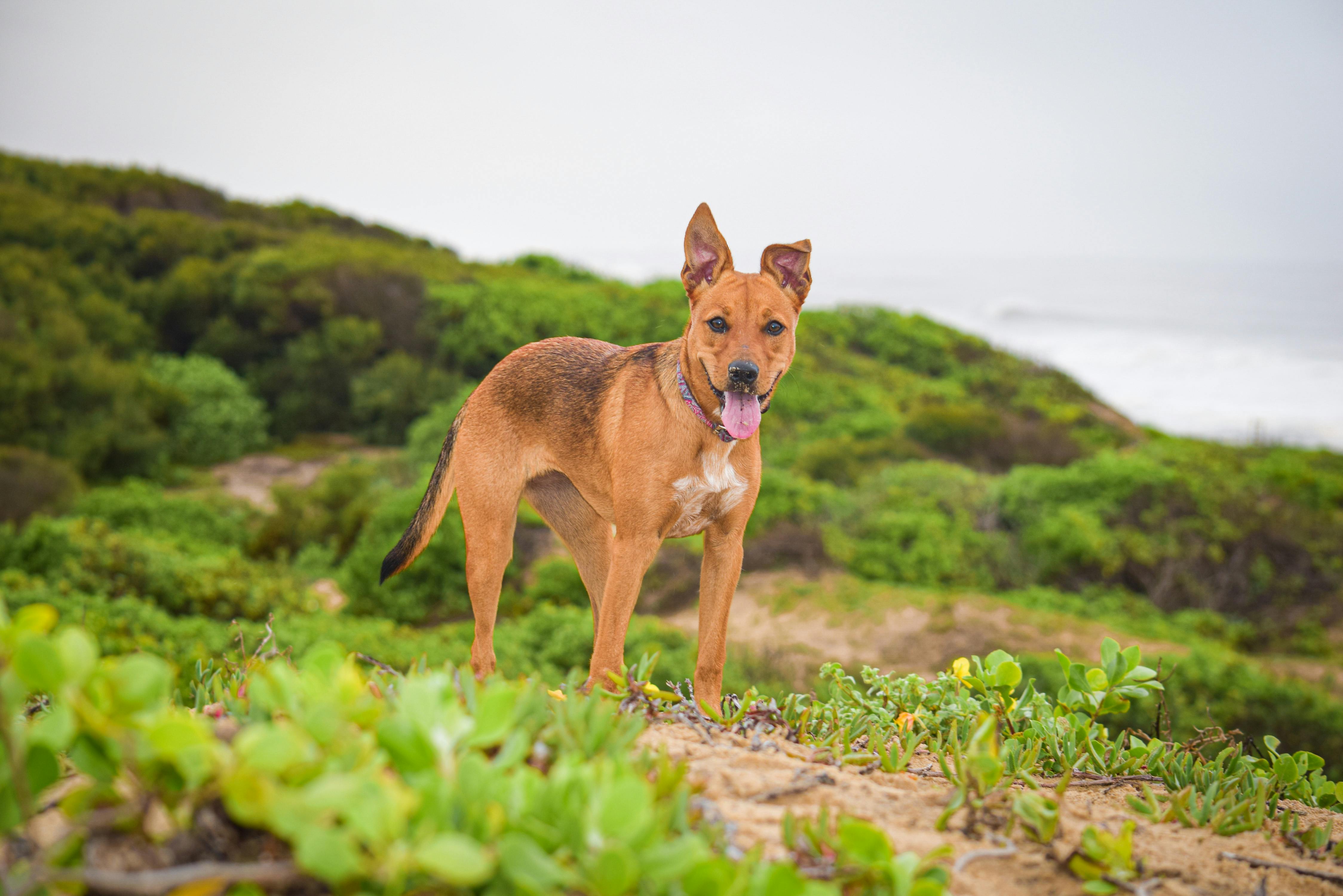 What Does Healthy Dog Poop Look Like?