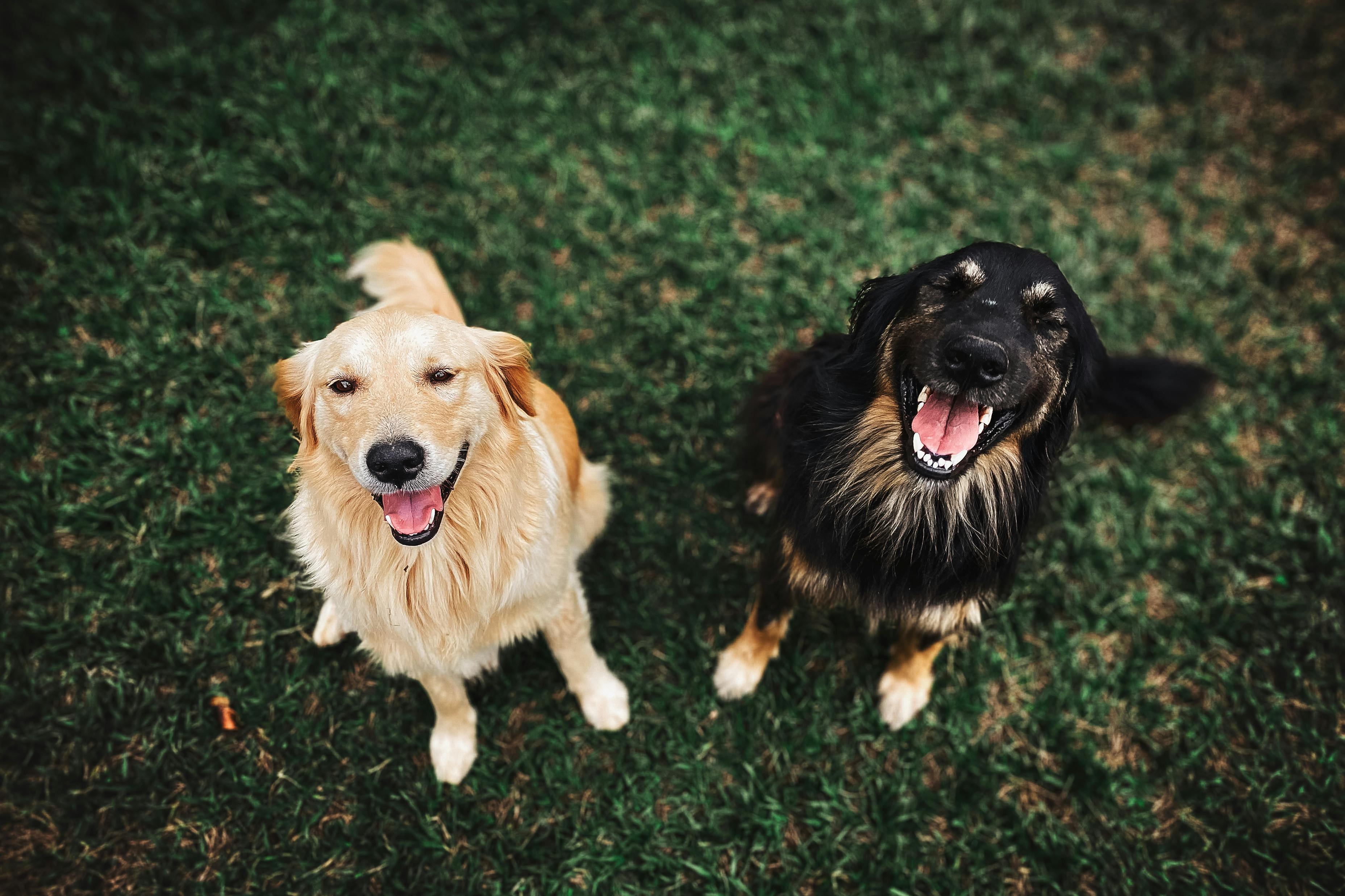 Do Dogs Need Probiotics Every Day?