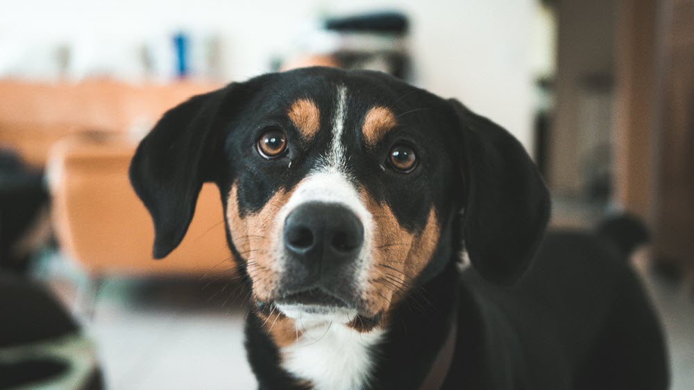 a happy dog looking at the camera