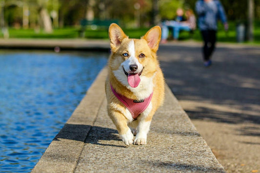 a happy dog walking by a lake