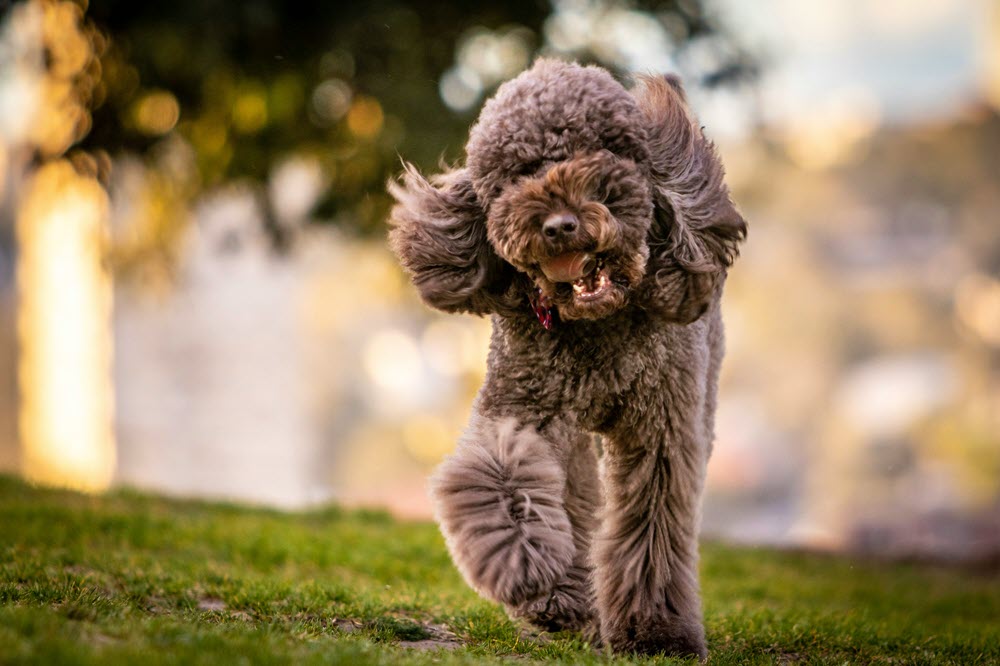 a fluffy dog walking in the grass