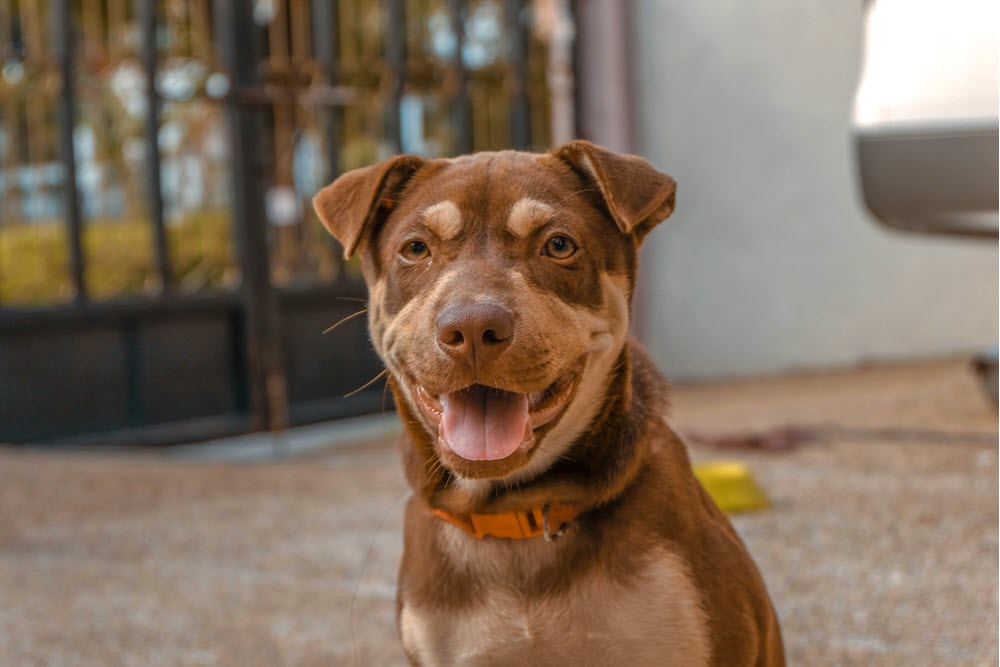 a happy dog looking at the camera