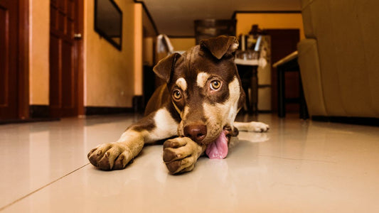 a dog licking his paws
