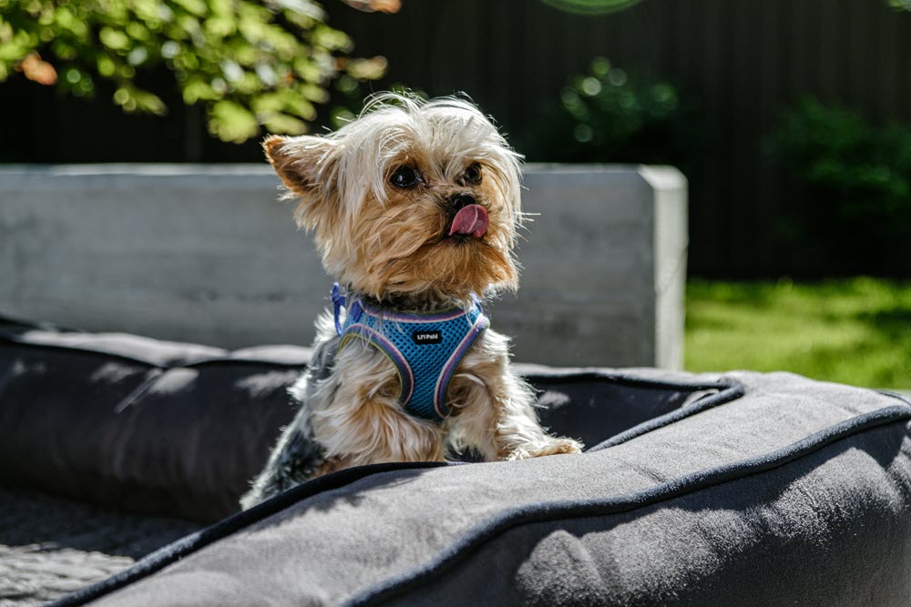 a happy dog